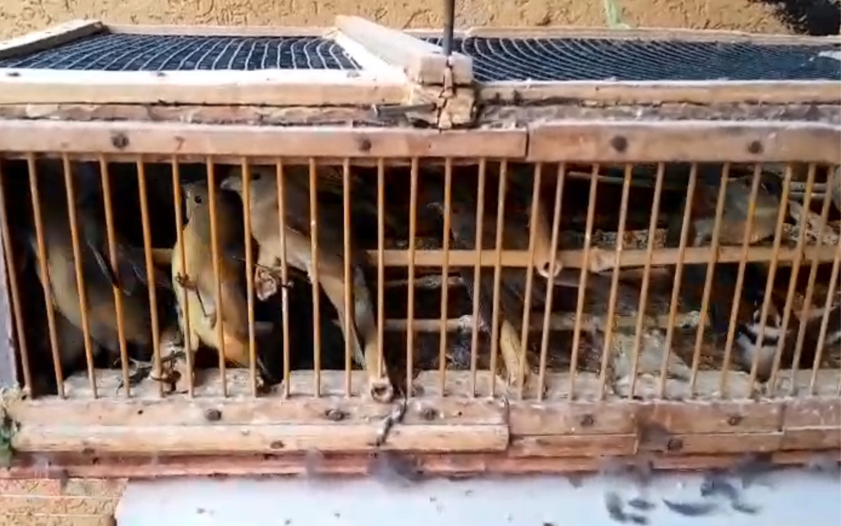 Polícia apreende 200 canários da terra escondidos no porta-malas de carro em Ituverava, SP